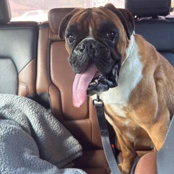 Daisie -  Boxer Dog Available for Adoption in Jackson, Missouri - Daisie | PetCurious