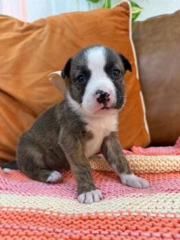 Pit Bull Terrier and Staffordshire Bull Terrier Dogs Available for Adoption in Friendswood, Texas - Fawn Rainbow | PetCurious
