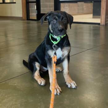 Morty -  German Shepherd Dog and Cane Corso Dog for Adoption in Cheyenne, Wyoming - Morty | PetCurious