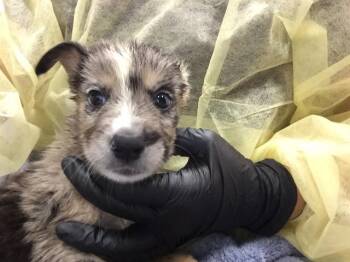 FANTA -  Australian Cattle Dog Blue Heeler Dog for Adoption in Thousand Palms, California - FANTA | PetCurious
