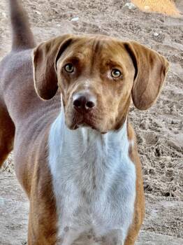 Rescue Labrador Retriever and Beagle Dogs for Adoption in Mathis, Texas - Tux | PetCurious