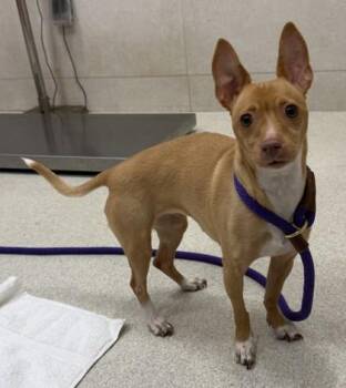 Chihuahua and Mixed Breed Dogs Available for Adoption - Polu | PetCurious