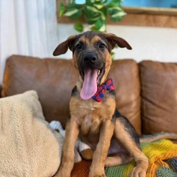 Dee Silly Boy -  Shepherd and Black Mouth Cur Dog for Adoption in Friendswood, Texas - Dee Silly Boy | PetCurious