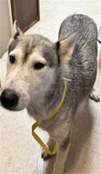 Siberian Husky Dogs Available for Adoption in Plano, Texas - Morana A217474 | PetCurious