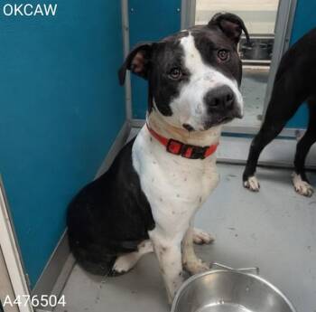 QUEENY -  Pit Bull Terrier and Mixed Breed Dog for Adoption in Oklahoma City, Oklahoma - QUEENY | PetCurious