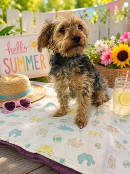 Willy -  Yorkshire Terrier Dog Available for Adoption in Lima, Ohio - Willy | PetCurious