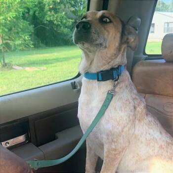 Rocky "River" -  Cattle Dog and Catahoula Leopard Dog Dog for Adoption in Brock, Texas - Rocky "River" | PetCurious