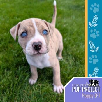 Poppy -  Pit Bull Terrier and Mixed Breed Dog Available for Adoption in Spokane, Washington - Poppy | PetCurious