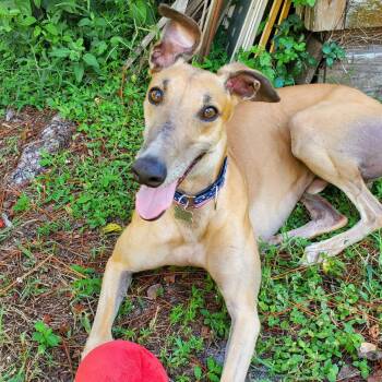Hi Octane Only -  Greyhound Dog for Adoption in Venice, Florida - Hi Octane Only | PetCurious