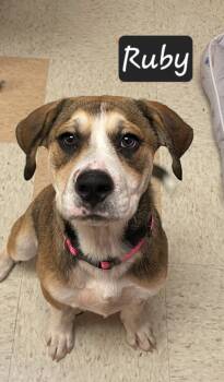 Rescue Mastiff and Hound Dogs for Adoption in Maumelle, Arkansas - Ruby | PetCurious