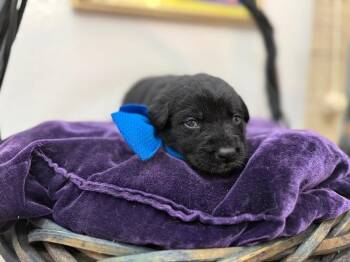 Black Mouth Cur and Border Collie Dogs Available for Adoption - Roscoe Sweet Paws | PetCurious