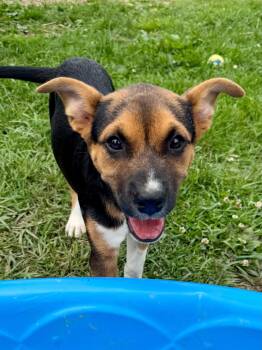 German Shepherd Dog and Labrador Retriever Dogs Available for Adoption in Hatfield, Pennsylvania - Gideon | PetCurious