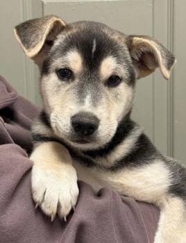 Siberian Husky and Mixed Breed Dogs Available for Adoption in Littleton, Colorado - Thyme | PetCurious