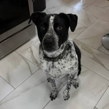 Rescue American Staffordshire Terrier Dogs for Adoption in New York, New York - Merlot | PetCurious