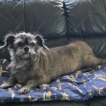 Macho Man -  Terrier Dog for Adoption in Martinsburg, West Virginia - Macho Man | PetCurious
