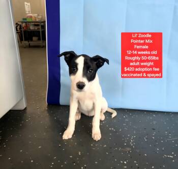 Pointer Dogs Available for Adoption in Oviedo, Florida - Lil