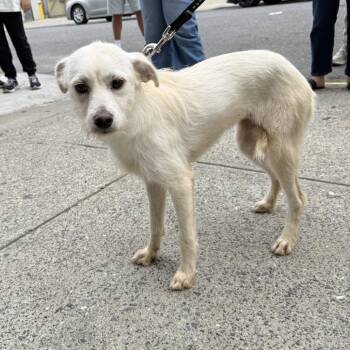 Lyra -  Terrier Dog for Adoption in New York, New York - Lyra | PetCurious