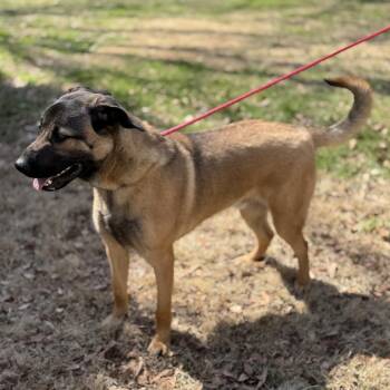 Shepherd Dogs Available for Adoption in Locust Fork, Alabama - King | PetCurious