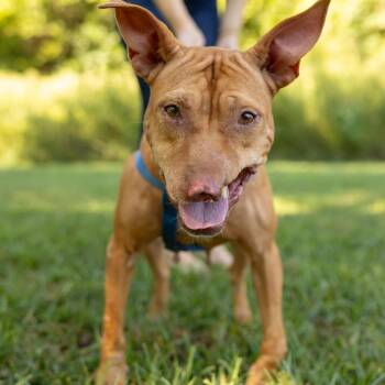 Phoenix -  American Staffordshire Terrier Dog for Adoption in Hillsborough, North Carolina - Phoenix | PetCurious