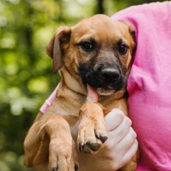 Haley -  Beagle and Labrador Retriever Dog for Adoption in Morton Grove, Illinois - Haley | PetCurious