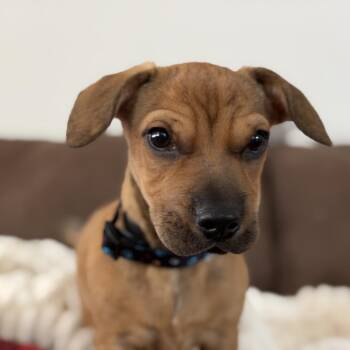 Mr. Duke -  Mixed Breed Dog for Adoption in Wahiawa, Hawaii - Mr. Duke | PetCurious