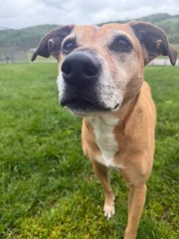 Terrier Dogs Available for Adoption in New Cumberland, West Virginia - Chica (Kanga) | PetCurious