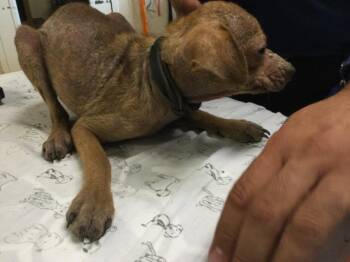 GARLIC BREAD -  Chihuahua and Mixed Breed Dog for Adoption in Riverside, California - GARLIC BREAD | PetCurious