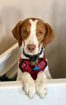 UT/Boone (BONDED with Ginger) -  Brittany Spaniel Dog for Adoption in Baldwinsville, New York - UT/Boone (BONDED With Ginger) | PetCurious