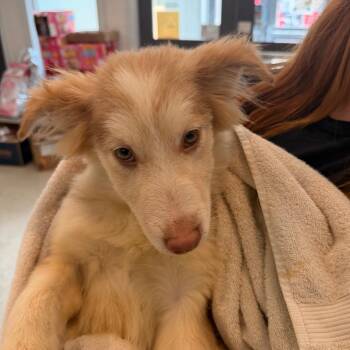 Dustin -  Husky and Australian Shepherd Dog for Adoption in Indianapolis, Indiana - Dustin | PetCurious