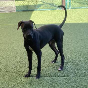 Colby -  Mixed Breed Dog for Adoption in Loxahatchee Groves, Florida - Colby | PetCurious