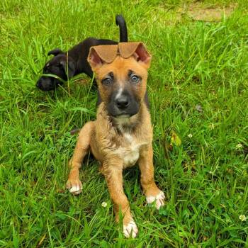 Nutmeg -  Shepherd and Collie Dog for Adoption in Shermans Dale, Pennsylvania - Nutmeg | PetCurious
