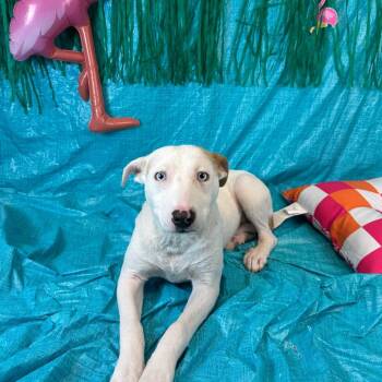 Journey -  Pit Bull Terrier Dog for Adoption in Fresno, California - Journey | PetCurious