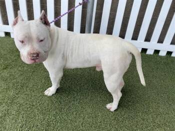 American Bulldog and Mixed Breed Dogs Available for Adoption in Modesto, California - A609945 | PetCurious