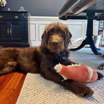 Labradoodle Dogs Available for Adoption - Gaylord Focker | PetCurious