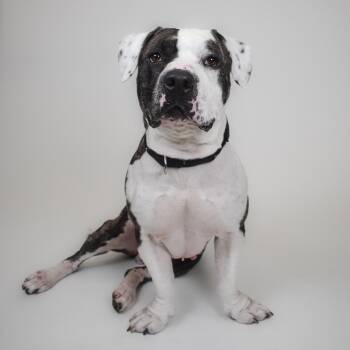 Mixed Breed Dogs Available for Adoption in West Palm Beach, Florida - Rambo | PetCurious