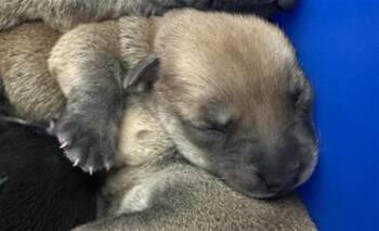 Rescue Mixed Breed Dogs for Adoption in Dallas, Texas - LYCHEE | PetCurious