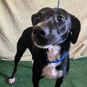 Luna -  Labrador Retriever and None Dog for Adoption in San Diego, California - Luna | PetCurious