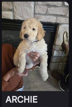 Archie -  Goldendoodle Dog for Adoption in Glenwood City, Wisconsin - Archie | PetCurious