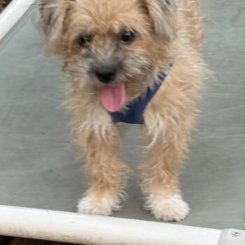 Rescue Cairn Terrier and Border Terrier Dogs for Adoption in Houston, Texas - Ellis-Poetry In Dog Form | PetCurious