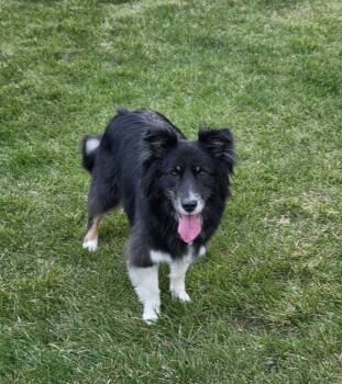 Australian Shepherd Dogs Available for Adoption in Ringwood, Illinois - 0831 Finn | PetCurious