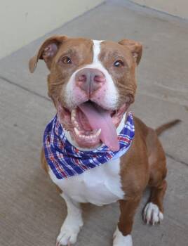 Titan -  Pit Bull Terrier Dog for Adoption in Mckinney, Texas - Titan | PetCurious