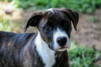 Dopey -  Mixed Breed Dog Available for Adoption in Okemah, Oklahoma - Dopey | PetCurious