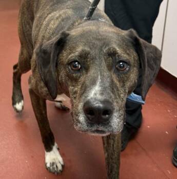 Plott Hound Dogs Available for Adoption - Shiva | PetCurious