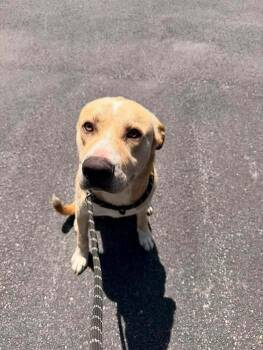 Porkchop -  Labrador Retriever and Mixed Breed Dog for Adoption in Hillsboro, Ohio - Porkchop | PetCurious