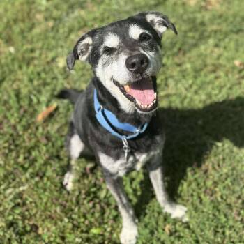 Rescue Black Labrador Retriever and Siberian Husky Dogs for Adoption in Shinnston, West Virginia - Edgar | PetCurious