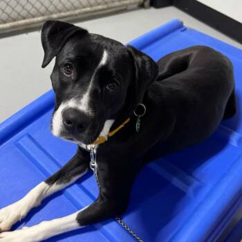 Lana -  Mixed Breed Dog for Adoption in Portland, Oregon - Lana | PetCurious