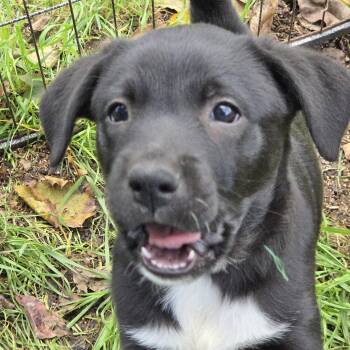 Slater -  Australian Cattle Dog Blue Heeler and Border Collie Dog for Adoption in Stewart Manor, New York - Slater | PetCurious