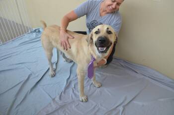 Alternator -  Great Pyrenees Dog for Adoption in Mckinney, Texas - Alternator | PetCurious