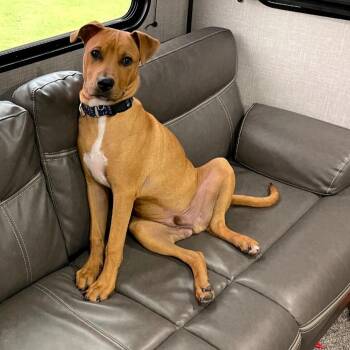 Alfie -  Pit Bull Terrier and American Staffordshire Terrier Dog for Adoption in Dallas, Texas - Alfie | PetCurious