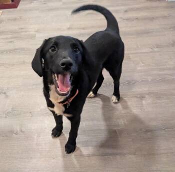 Spaniel Dogs Available for Adoption - Zaphire Greyhart | PetCurious